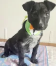 Cachorro raça SRD idade 2 a 6 meses nome DUDU