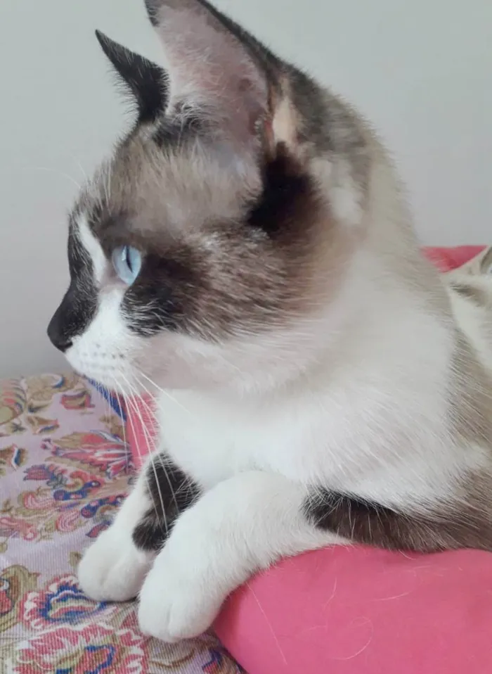 Gato raça SRD idade 1 ano nome PANDORA