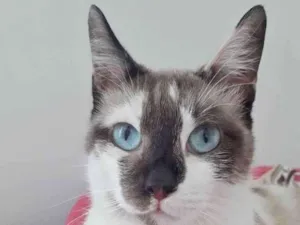 Gato raça SRD idade 1 ano nome PANDORA