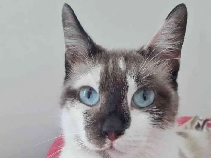 Gato raça SRD idade 1 ano nome PANDORA