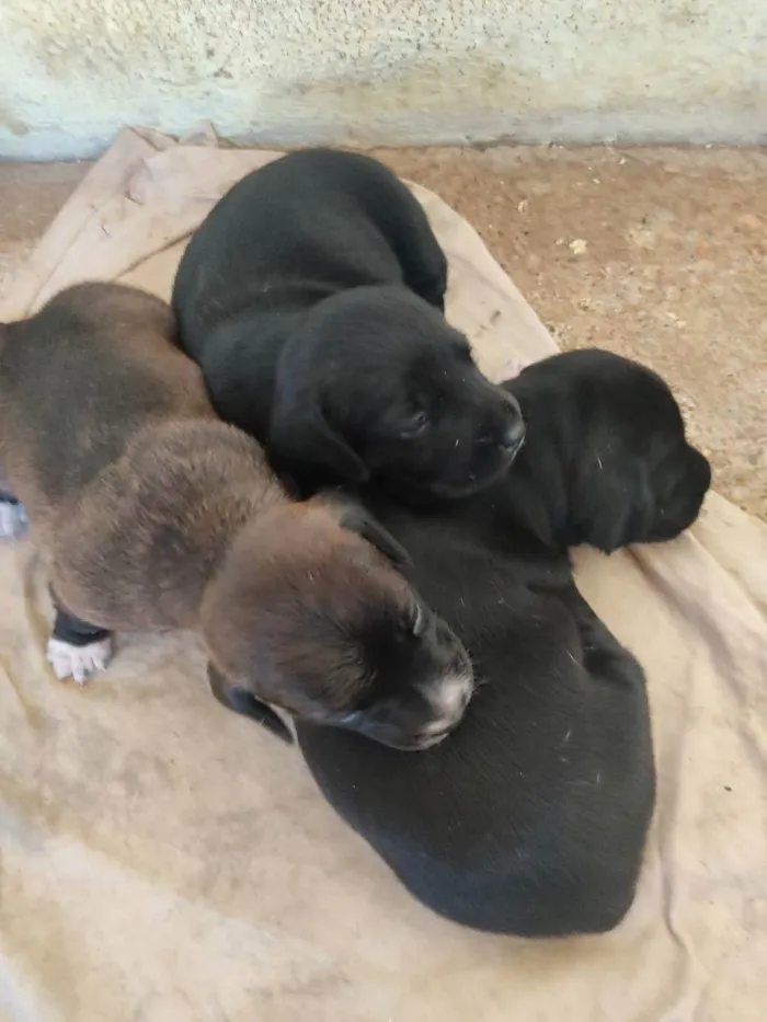 Cachorro ra a  idade 2 a 6 meses nome Sem nome 