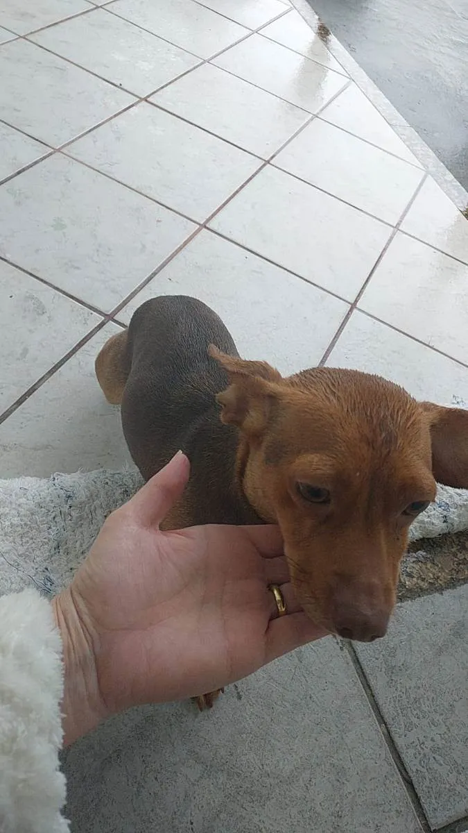 Cachorro ra a  idade 1 ano nome não sei