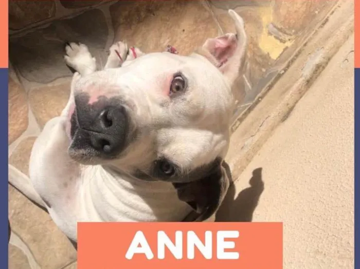 Cachorro ra a Pitbull  idade 1 ano nome Anne 