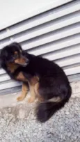 Cachorro raça Nao tem idade 1 ano nome AJUDA ESTA SENDO ESP