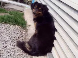 Cachorro raça Nao tem idade 1 ano nome AJUDA ESTA SENDO ESP