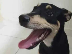 Cachorro raça SRD idade 7 a 11 meses nome Chloe