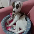 Maya