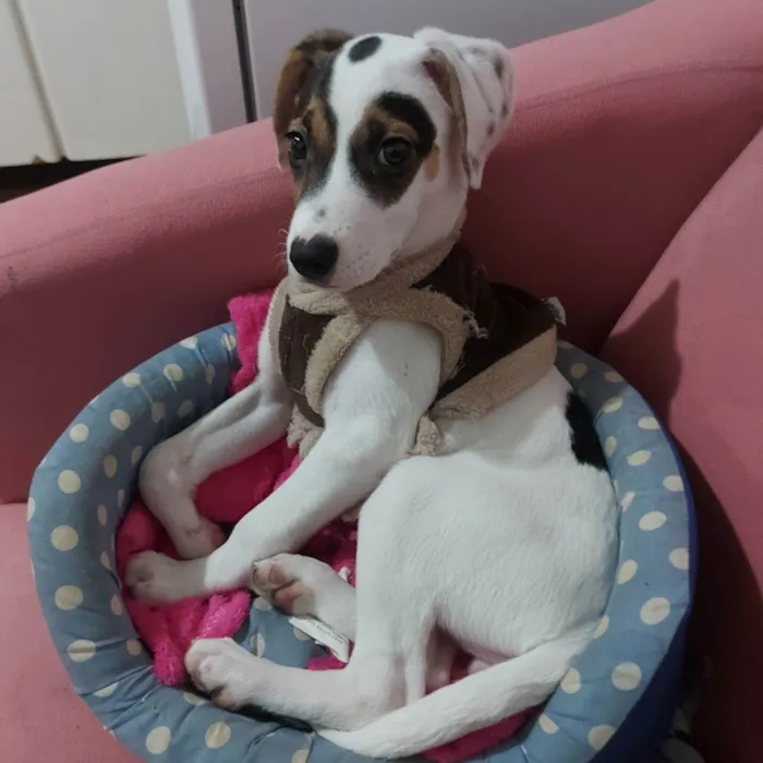 Cachorro ra a Srd idade 2 a 6 meses nome Maya