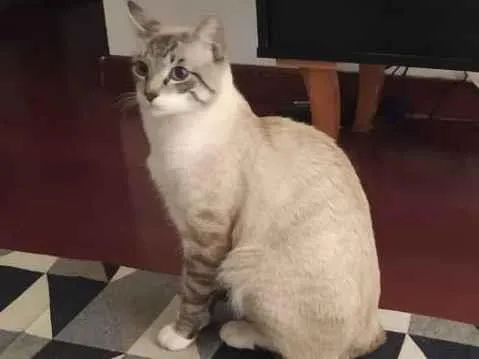 Gato raça SRD idade 1 ano nome Gato