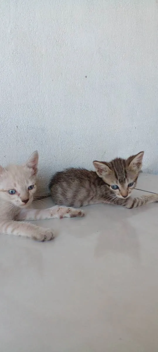 Gato ra a Não indentificada idade 2 a 6 meses nome Não tem nome ainda 