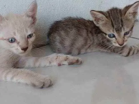 Gato ra a Não indentificada idade 2 a 6 meses nome Não tem nome ainda 