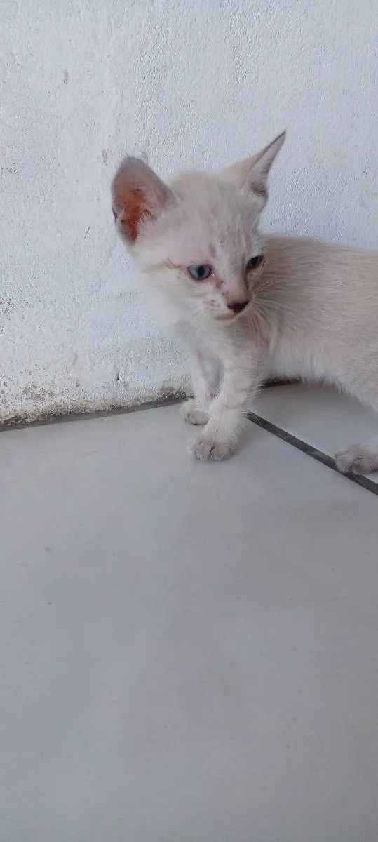 Gato ra a Não indentificada idade 2 a 6 meses nome Não tem nome ainda 