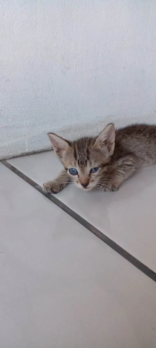 Gato ra a Não indentificada idade 2 a 6 meses nome Não tem nome ainda 