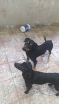 Thor e Andromeda