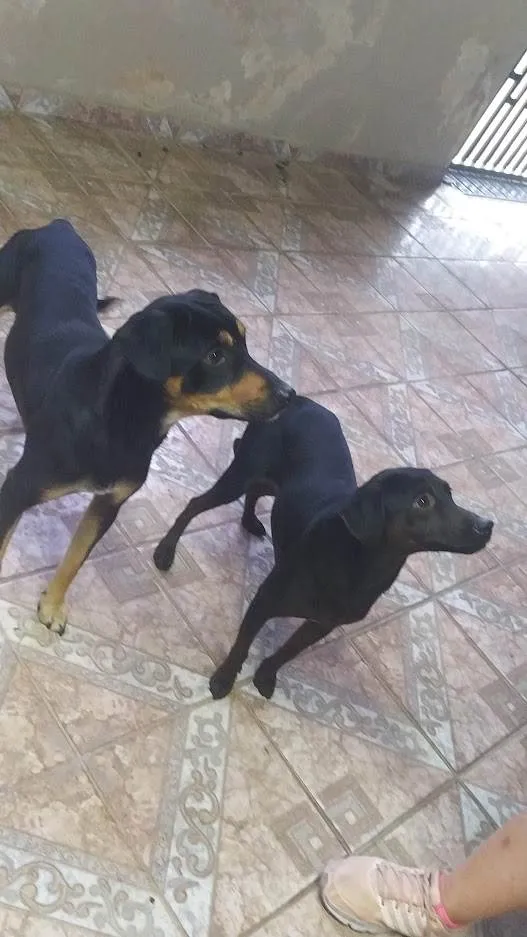 Cachorro ra a SRD idade 2 anos nome Thor e Andromeda