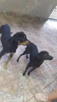 Thor e Andromeda