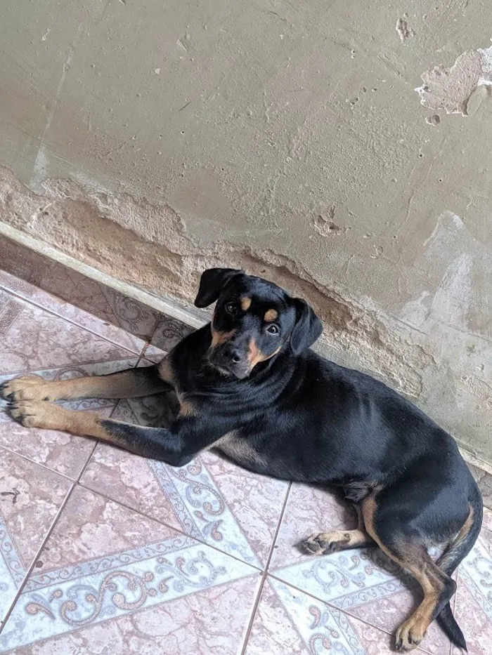 Cachorro ra a SRD idade 2 anos nome Thor e Andromeda