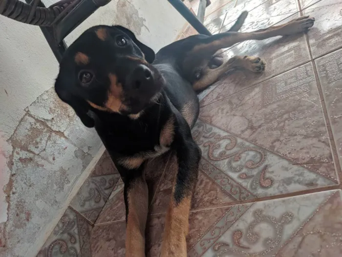 Cachorro ra a SRD idade 2 anos nome Thor e Andromeda