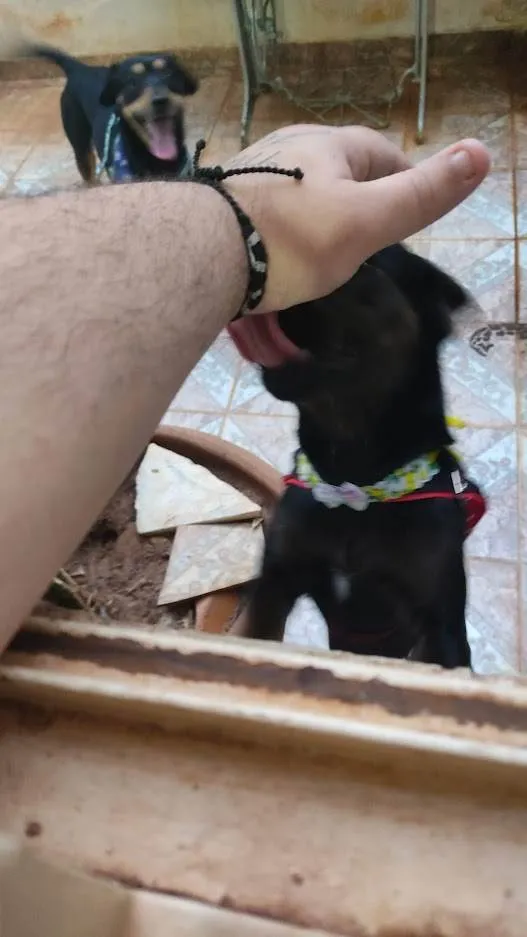 Cachorro ra a SRD idade 2 anos nome Thor e Andromeda