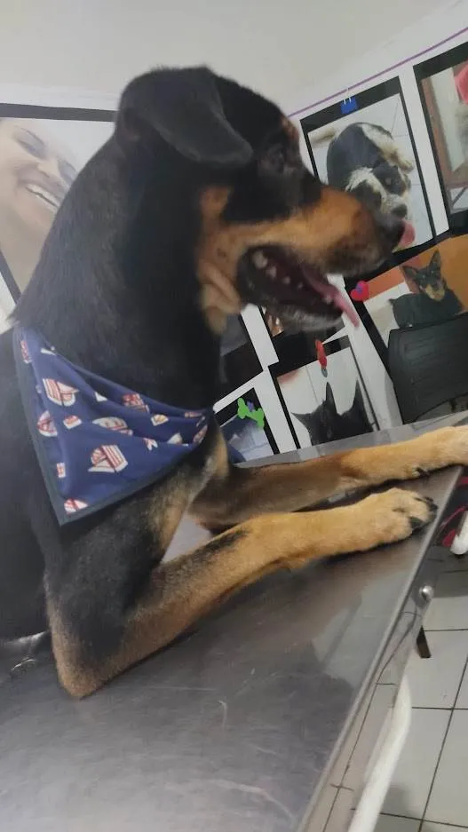 Cachorro ra a SRD idade 2 anos nome Thor e Andromeda