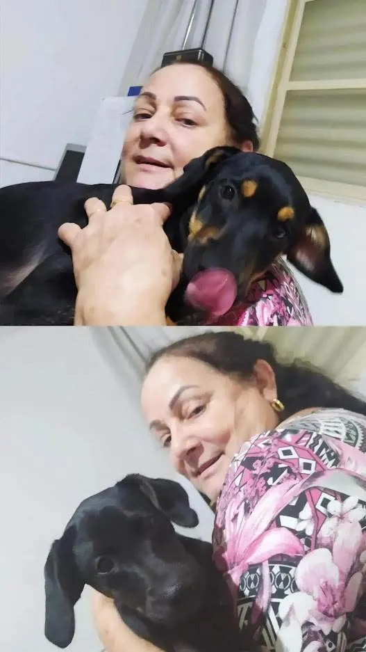 Cachorro ra a SRD idade 2 anos nome Thor e Andromeda