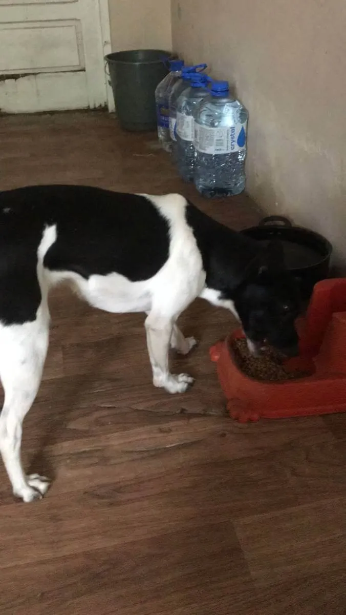 Cachorro raça SRD idade 1 ano nome Lady