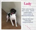 Lady