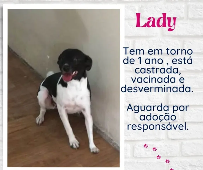 Cachorro raça SRD idade 1 ano nome Lady