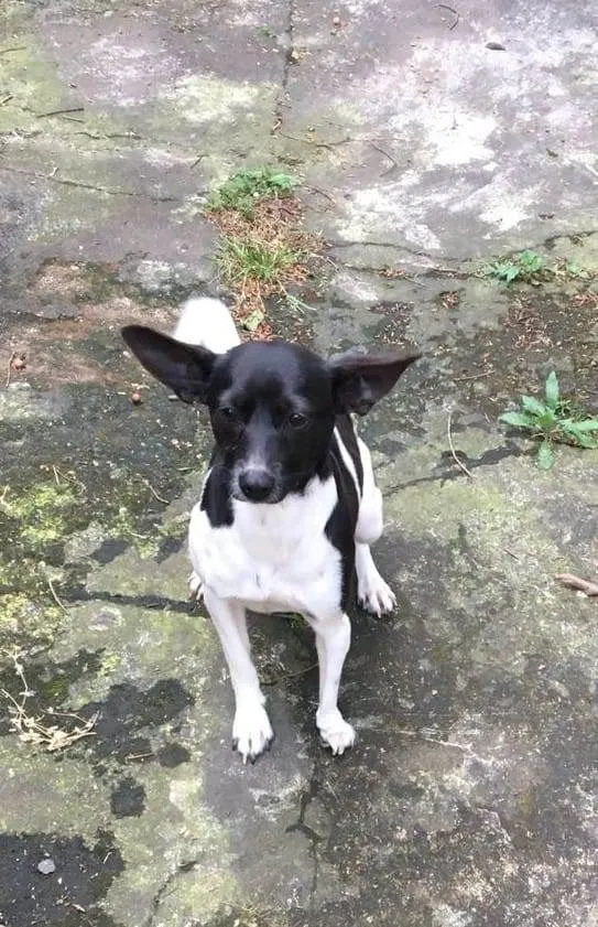 Cachorro raça SRD idade 1 ano nome Lady