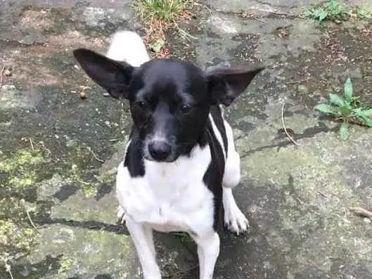 Cachorro raça SRD idade 1 ano nome Lady