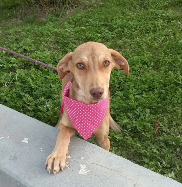 Cachorro raça  idade 7 a 11 meses nome Clara Bella