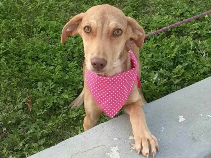 Cachorro raça  idade 7 a 11 meses nome Clara Bella