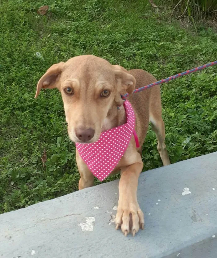 Cachorro raça  idade 7 a 11 meses nome Clara Bella