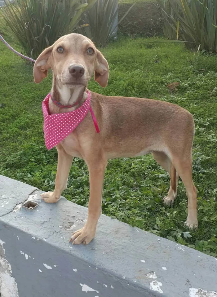 Cachorro raça  idade 7 a 11 meses nome Clara Bella