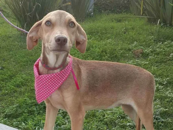 Cachorro raça  idade 7 a 11 meses nome Clara Bella