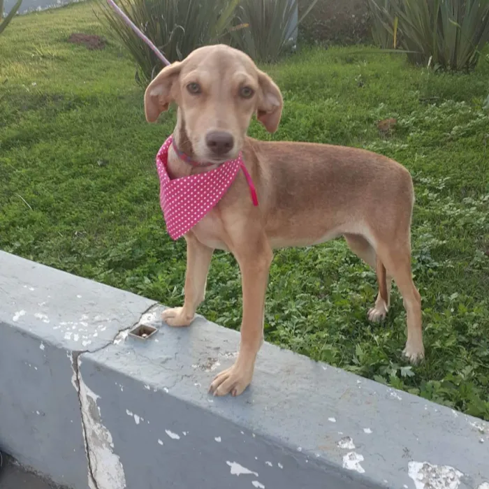 Cachorro raça  idade 7 a 11 meses nome Clara Bella