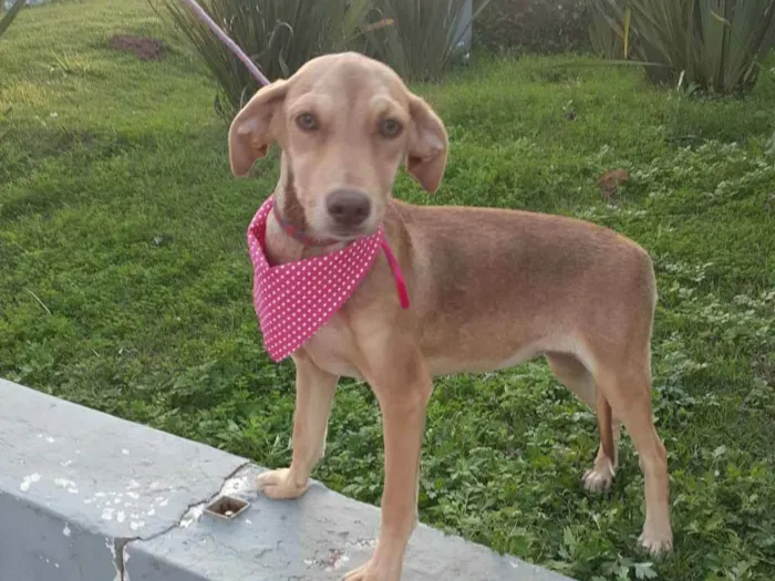Cachorro raça  idade 7 a 11 meses nome Clara Bella
