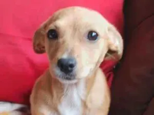 Cachorro raça  idade 2 a 6 meses nome Melissa