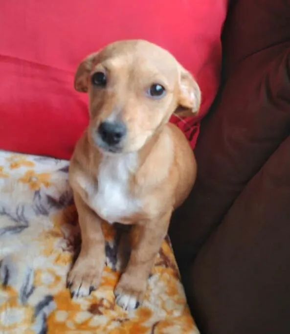 Cachorro raça  idade 2 a 6 meses nome Melissa