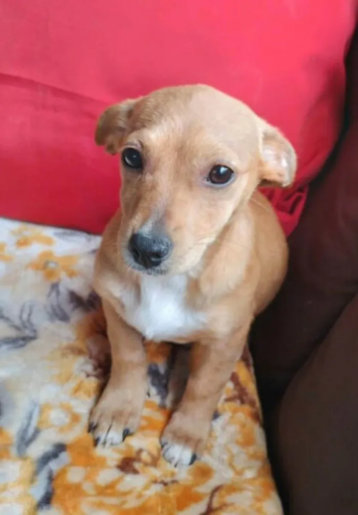 Cachorro raça  idade 2 a 6 meses nome Melissa