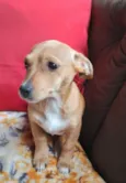 Cachorro raça  idade 2 a 6 meses nome Melissa