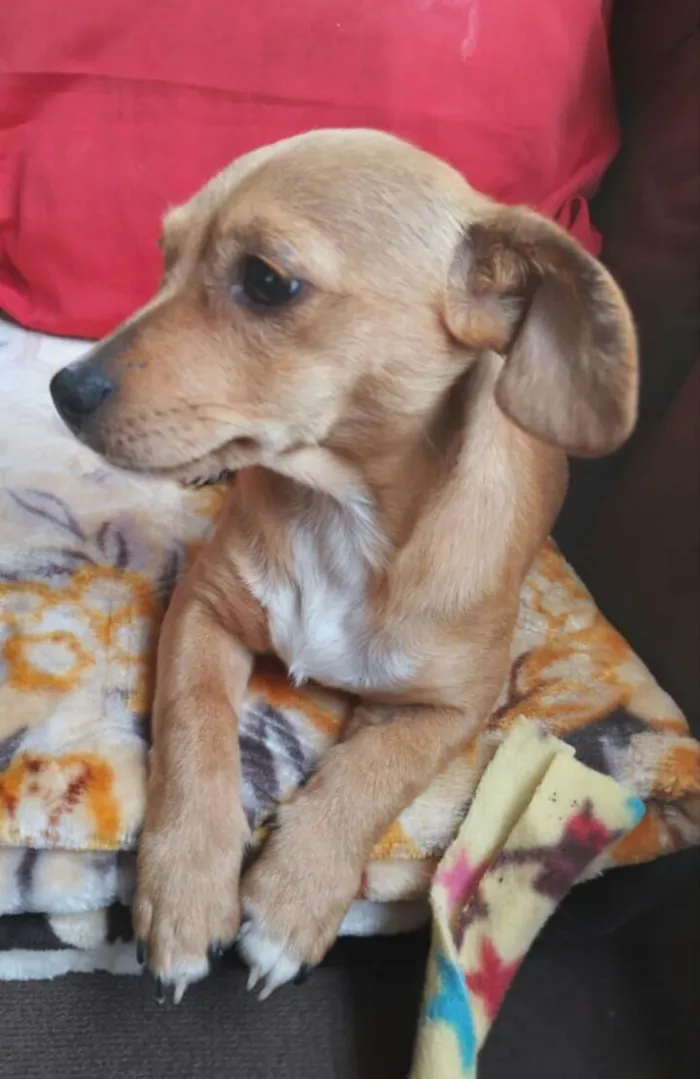 Cachorro raça  idade 2 a 6 meses nome Melissa
