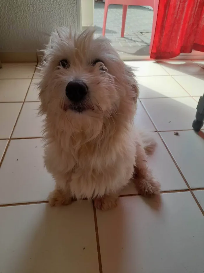 Cachorro ra a Pudo  idade 1 ano nome Pantufa 