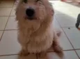 Pantufa 