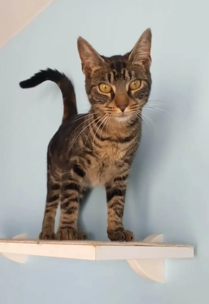 Gato ra a srd tigradinha idade 7 a 11 meses nome TUTTI