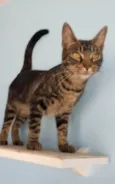 TUTTI