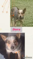 dora