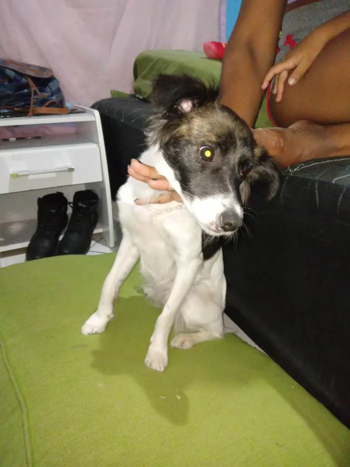 Cachorro raça Borde Collie com vira-lata  idade 7 a 11 meses nome Panda