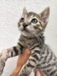Gato raça Srd idade 2 a 6 meses nome Tigrinho bb2 meses 