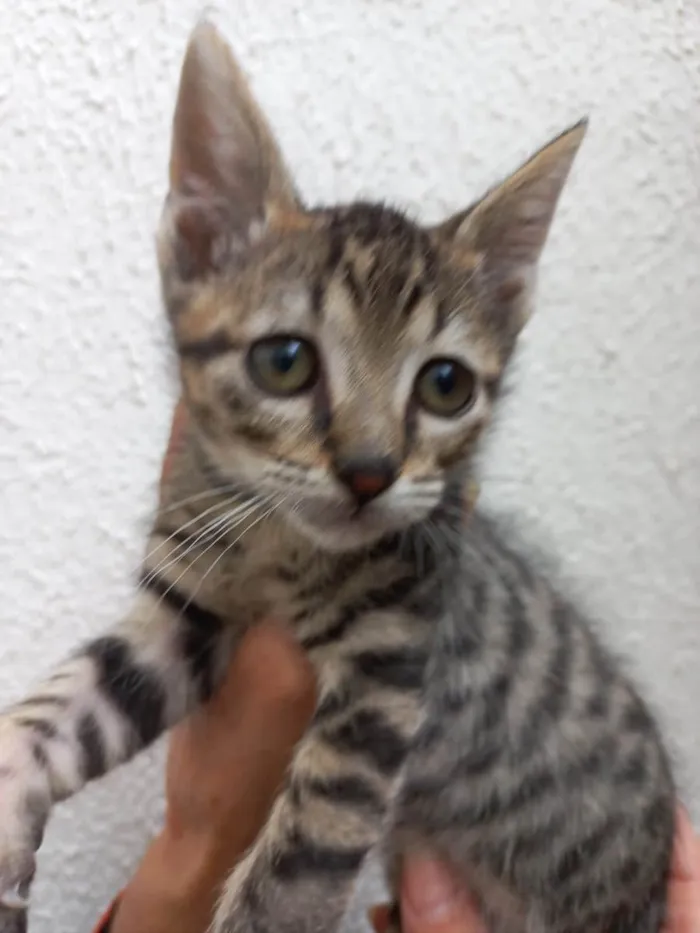 Gato raça Srd idade 2 a 6 meses nome Tigrinho bb2 meses 